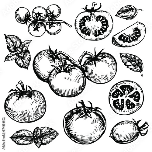 Tomato and basil engraving, vintage collection set. Hand drawn black and white doodle line art, stock vector illustration, isolated on white background.
