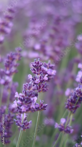 lavender field in garden