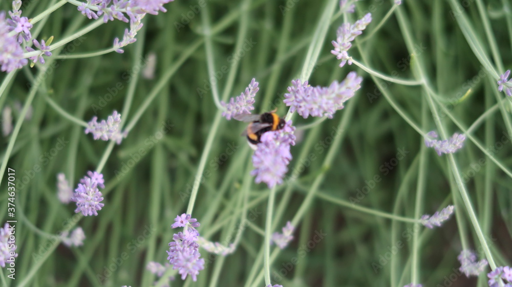 Bumblebee on lavender Bumblebee on lavender