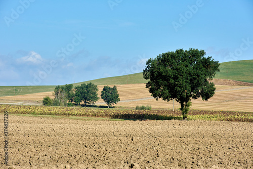 landscape with tree