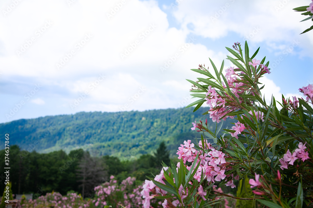 Blooming rose bush rhodendron over the mountains Blooming rose bush rhodendron over the mountains
