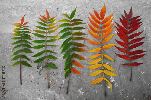 Autumn branch of a decorative sumac tree with colorful foliage.
