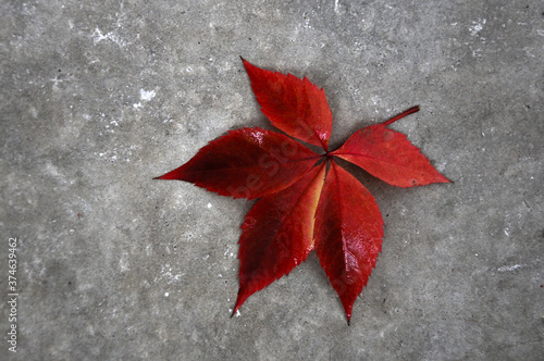 Red autumn leaves of wild grape close-up. Isolated over gray grunge background.