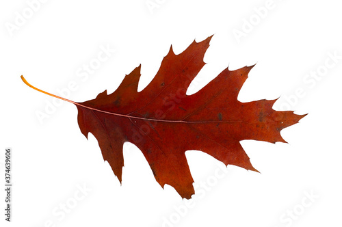 Brown and red autumn oak leaf close-up. Isolated over white background