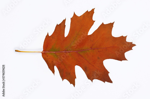 Brown and red autumn oak leaf close-up. Isolated over white background