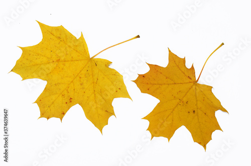 Yellow autumn maple leaves close-up. Isolated over white background.