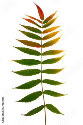 Autumn branch of a decorative sumac tree with colorful leaves. Isolated on a white background. Template for designer