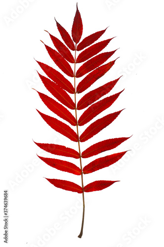 Autumn branch of a decorative sumac tree with red leaves. Isolated on a white background. Template for designer