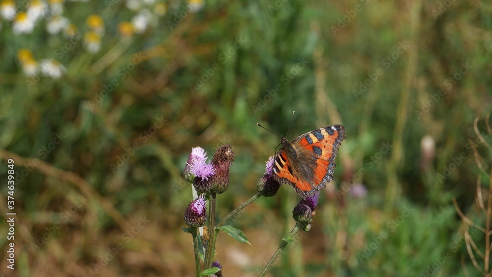 Naklejka premium Aglais urticae on a burdock flower.