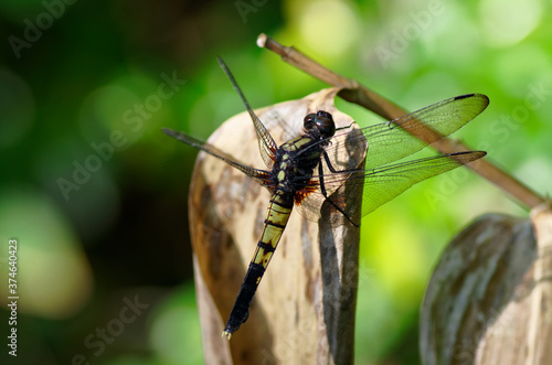 Wallpaper Mural オオシオカラトンボ (メス) Torontodigital.ca