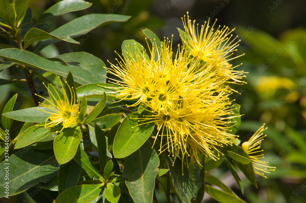 Sydney Australia, bright yellow flowers of a Xanthostemon Chrysanthus or Golden Penda Sydney Australia, bright yellow flowers of a Xanthostemon Chrysanthus or Golden Penda