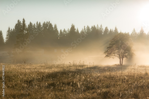 Lonely tree in the morning autumn fog.