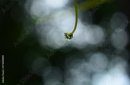 Rain drop stuck on the tip of a grass with bokeh background © Justin