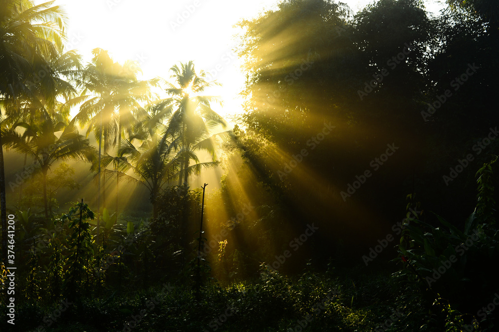 Obraz premium Morning Sun Rays Falling Through Mist.