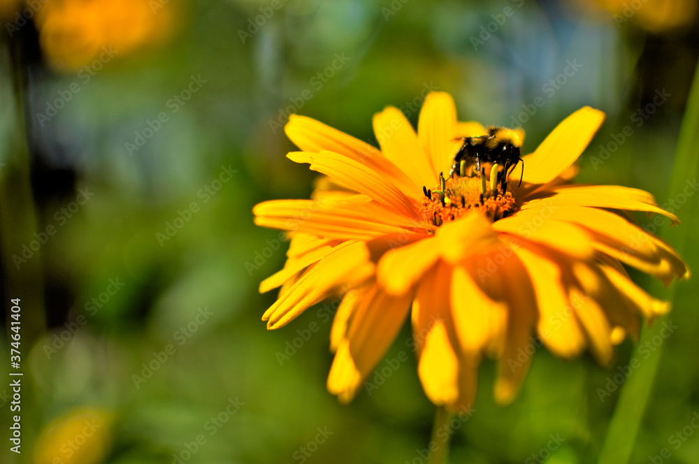 Obraz Pszczoła chodząca po żółtym kwiecie fototapeta, plakat