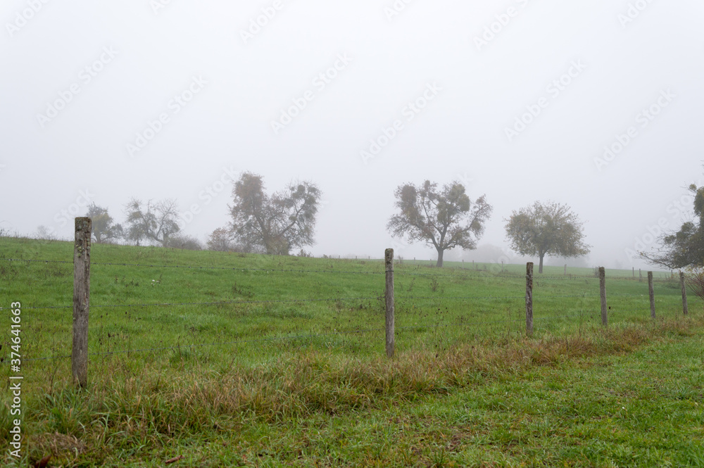 Fototapeta premium bright sun light through morning mist on meadow