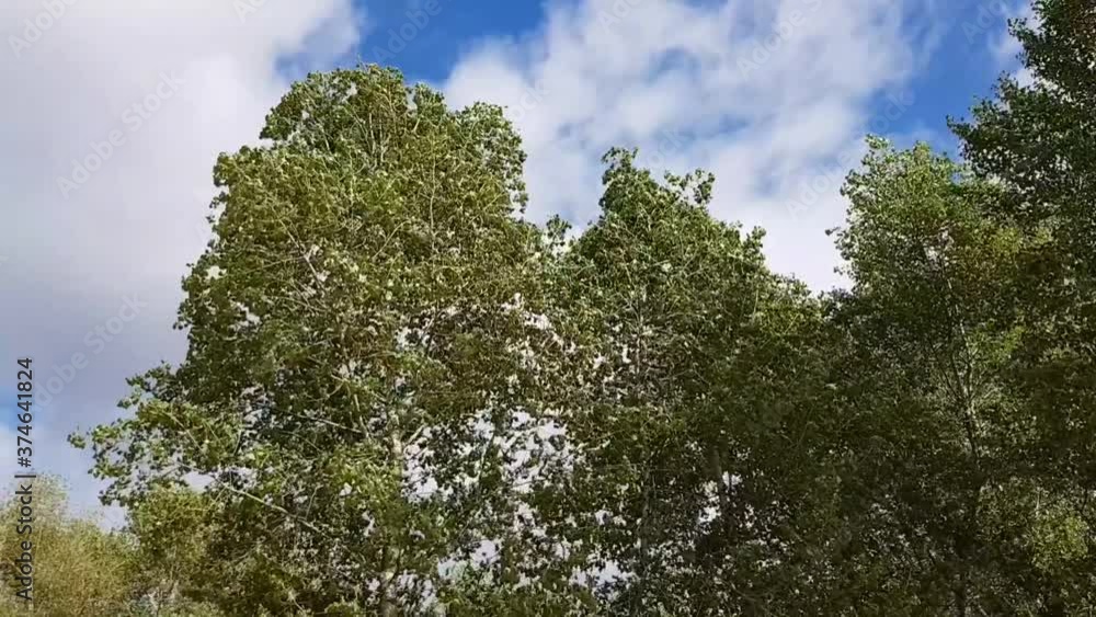 Relaxing noise of leaves of autumn trees against the blue sky. Seasonal weather. Strong wind. Relaxing noise of leaves of autumn trees against the blue sky. Seasonal weather. Strong wind.