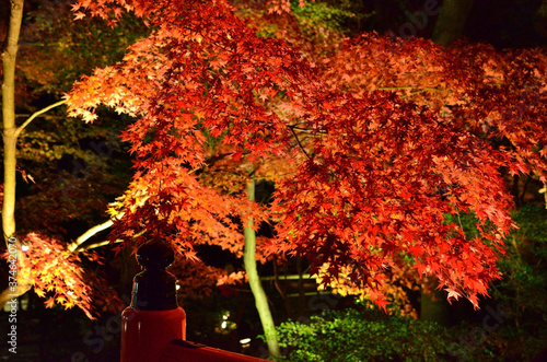 色鮮やかな紅葉のライトアップと朱塗りの橋の擬宝珠 photo