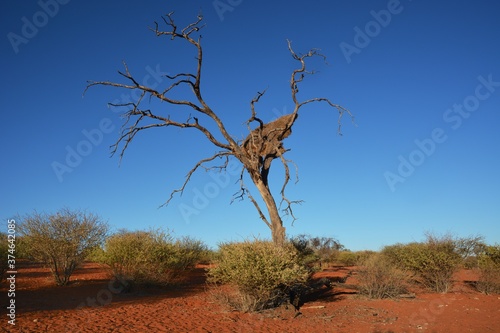 Kameldornbaum (vachellia erioloba) in der Kalahari in Namibia.