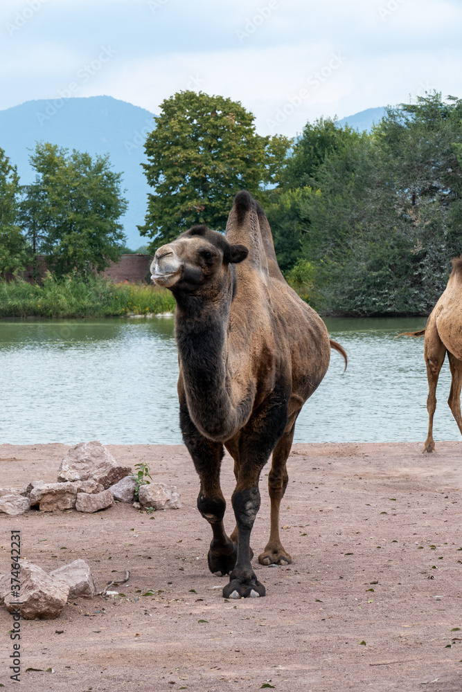 Naklejka premium camel