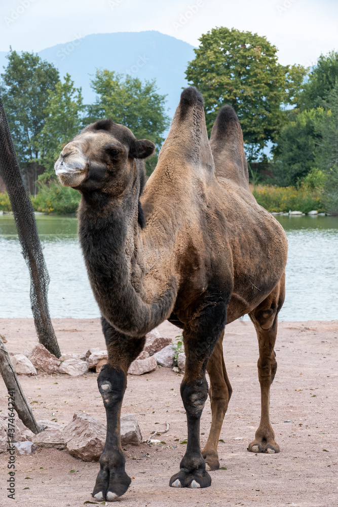 Naklejka premium camel
