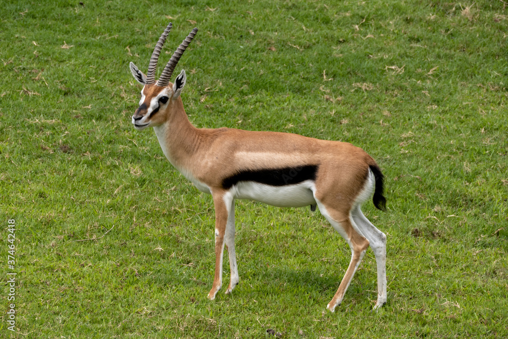 antelope antelope
