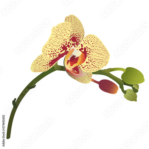 Single realistic yellow orchid bud flower with burgundy spots on the branch. Isolated on white background. Vector illustration, flat design, gradients.  For cosmetics, perfumery, spa, fashion, beauty.