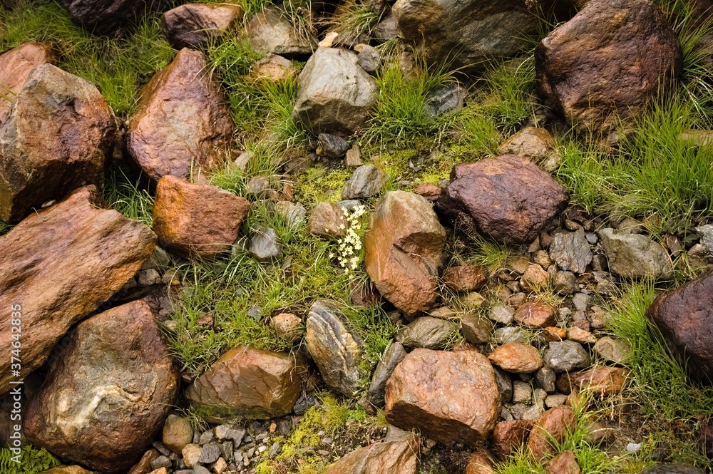 Little white flowers growing on the ground near some stones (Peio, Trentino, Italy, Europe) Little white flowers growing on the ground near some stones (Peio, Trentino, Italy, Europe)