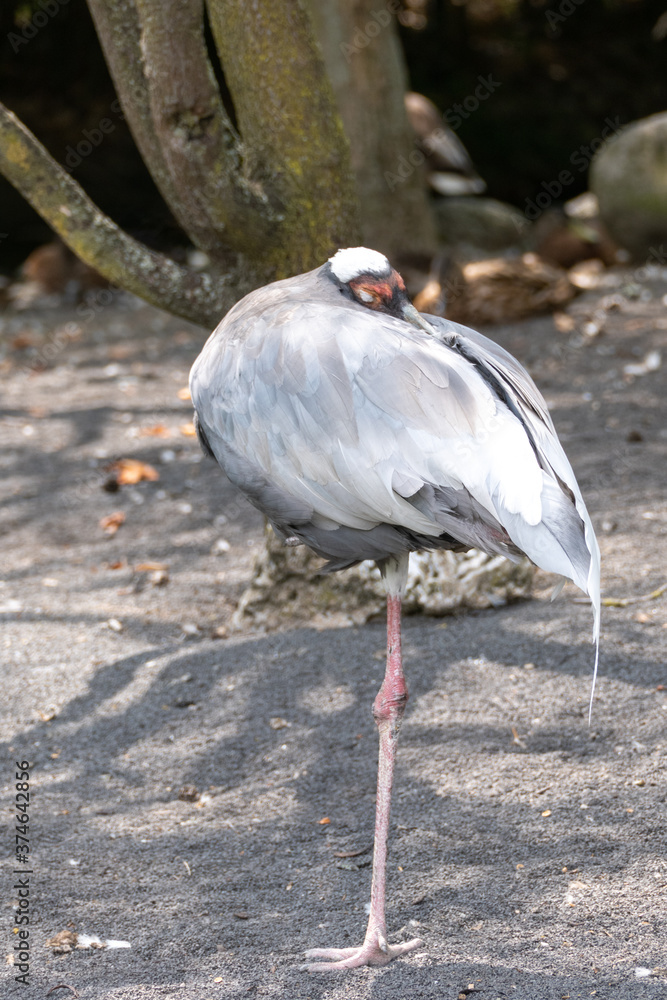 Fototapeta premium stork
