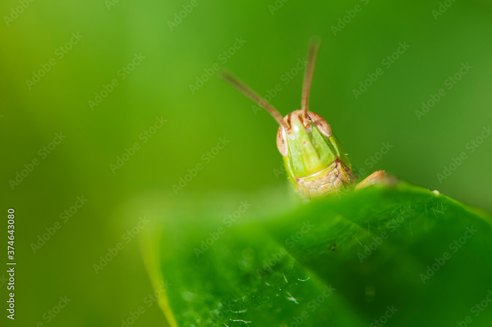 Fototapeta premium Head of grasshopper on green leaf