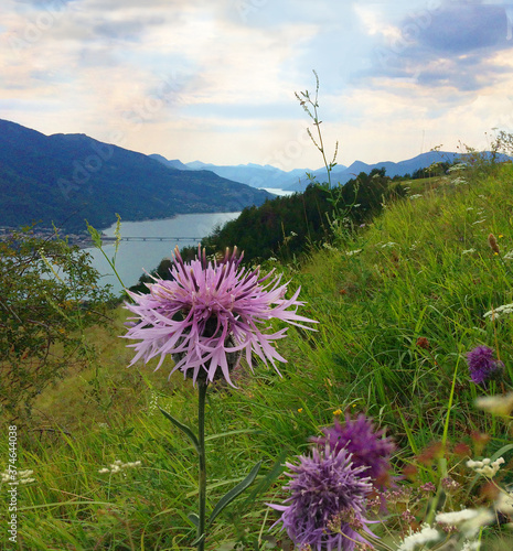 Centaurea growing in an alpine meadow above Serre-Ponçon lake, in France