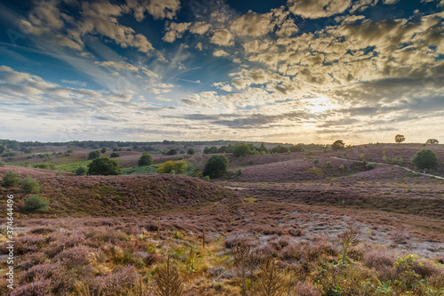 Posbank Netherlands the heather in beautiful colours and sunset. © Menno Schaefer