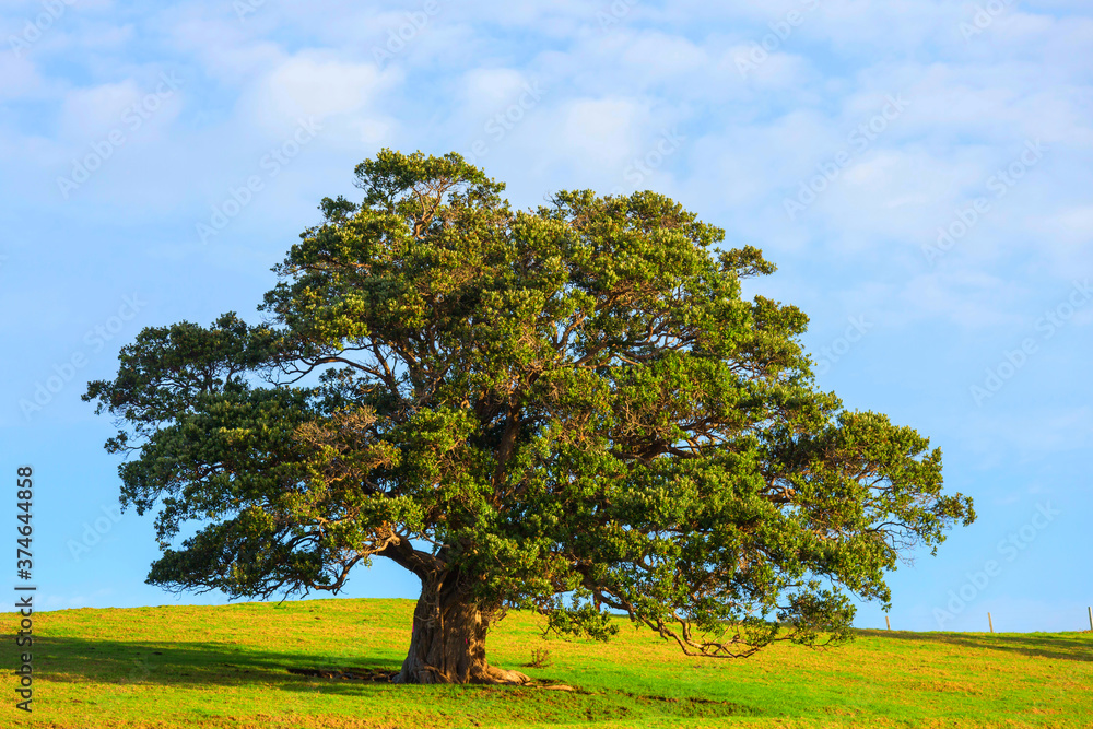 Alone tree