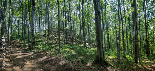 Fototapeta Naklejka Na Ścianę i Meble -  Górski las w Bieszczadach