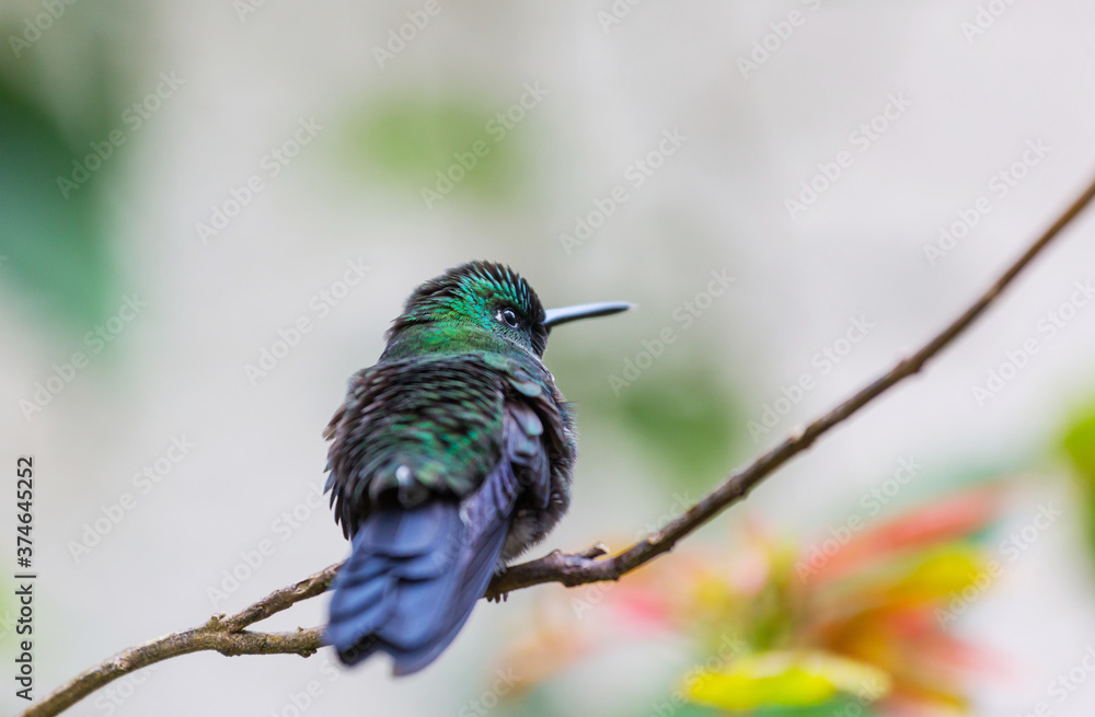 Obraz premium Koliber