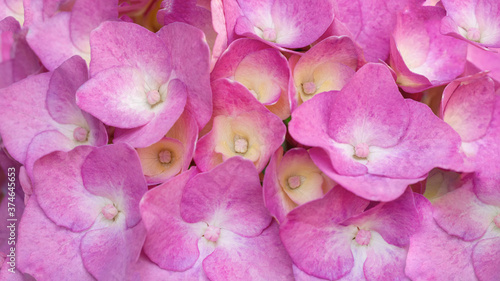 Beautiful pink hortensia close up. Artistic natural background
