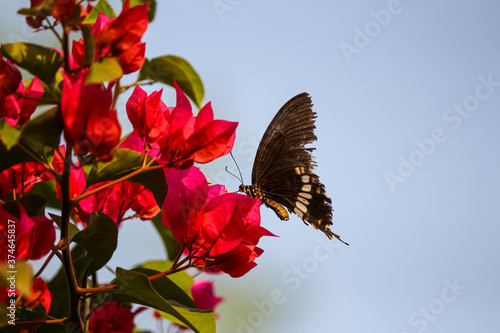 Photographie black butterfly on a pink flower