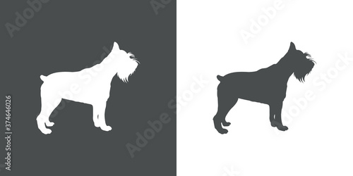 Razas de perros. Silueta de perro schnauzer miniatura de pie en fondo gris y fondo blanco