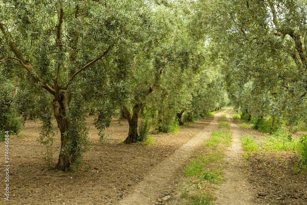 Fototapeta premium a dirt track through an olive orchard
