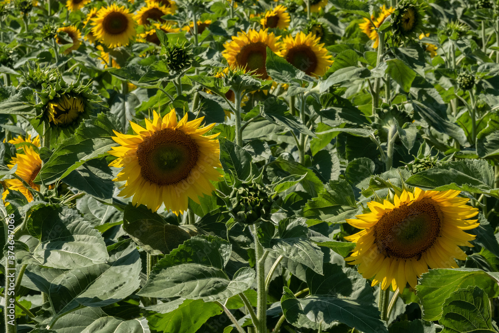 sunflowers sunflowers