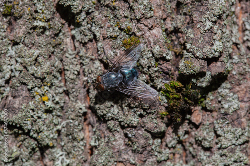 macro shooting of a fly sitting on the bark of a tree