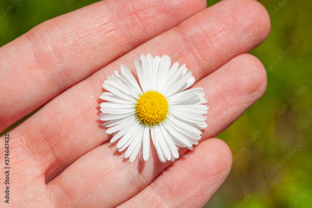 Growing and blooming chamomile in the garden, in the hands of a man. Growing and blooming chamomile in the garden, in the hands of a man.