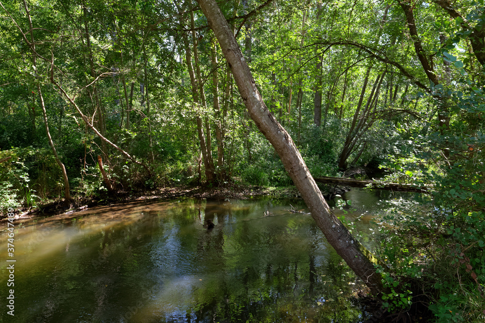 Essonnes river in the French Gatinais regional nature park Essonnes river in the French Gatinais regional nature park
