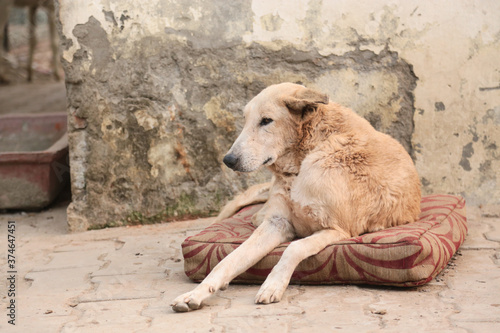 Dog shelter india. © kamal