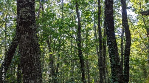 Arbres de la forêt