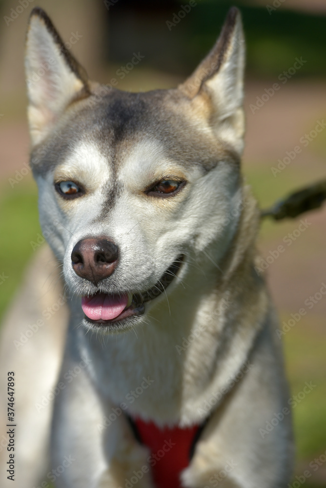 Siberian Husky Dog with have two color eyes