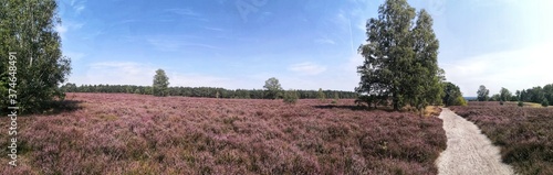 Heath landscape panoramic view