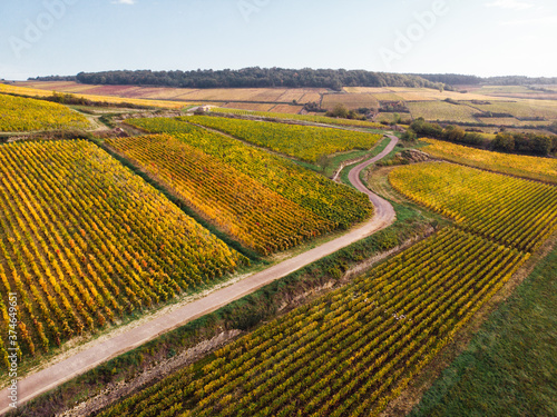 vue aérienne d'une route sinueuse dans le vignoble automnal.. vignes en automne. Côte-d'or en automne © david