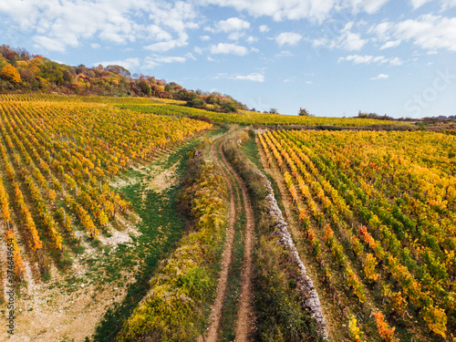 vue aérienne d'un chemin dans les vignes automnales. Vignoble en automne.