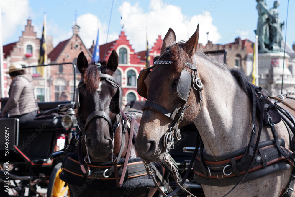 Chevaux de traits des calèches de Bruges Chevaux de traits des calèches de Bruges